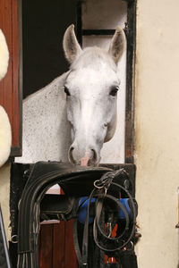 Close-up of horse