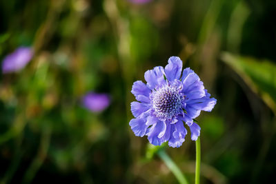 flowering plant