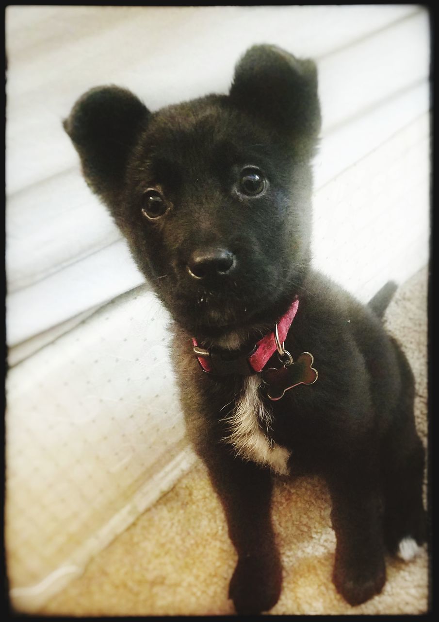 HIGH ANGLE PORTRAIT OF BLACK DOG STANDING OUTDOORS