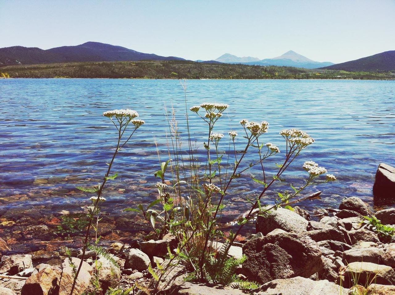 water, mountain, lake, tranquil scene, tranquility, beauty in nature, scenics, mountain range, nature, lakeshore, clear sky, plant, reflection, flower, idyllic, sky, river, rippled, calm, non-urban scene