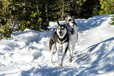 Dog running on snow covered land