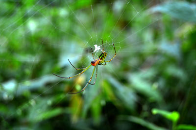 Close-up of spider on web