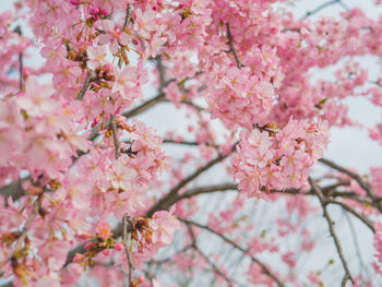 Close-up of pink cherry blossom