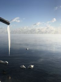 Swans in sea against sky