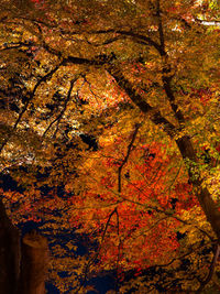 Low angle view of maple tree during autumn