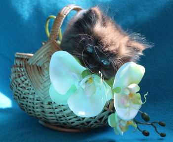 Portrait of british longhair kitten in basket with orchids