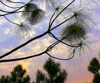 Low angle view of palm trees against sky