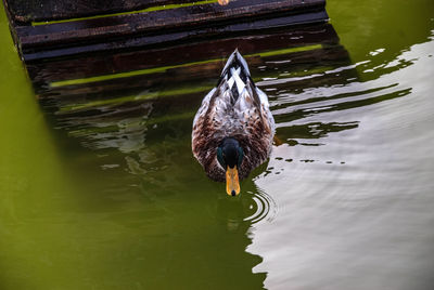 High angle view of duck swimming in lake