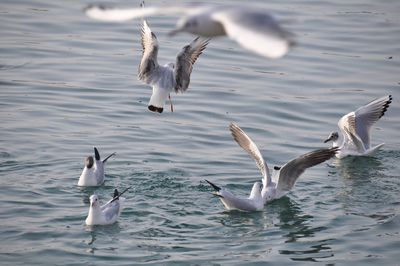 Birds in rippled water