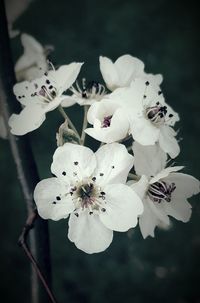 Close-up of white flowers blooming outdoors