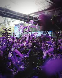 Close-up of purple flowering plants