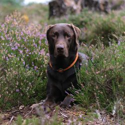 Portrait of dog on grass