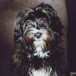 Close-up portrait of dog