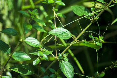 Close-up of insect on plant