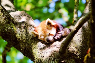 Close-up of squirrel on tree trunk