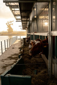 View of cows in stable