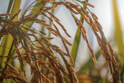 Close-up of crops against sky