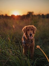 Portrait of dog on field during sunset