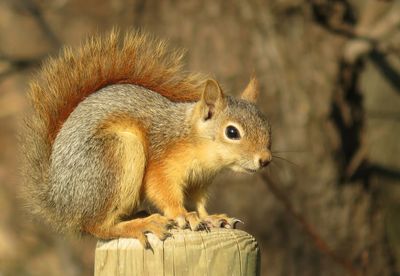 Close-up of squirrel