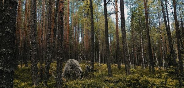 Trees growing in forest during autumn