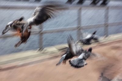 Blurred motion of birds flying