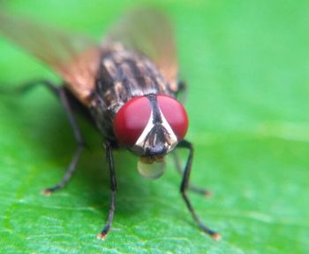 Macro shot of insect on leaf