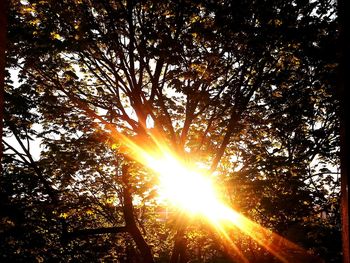 Sun shining through trees