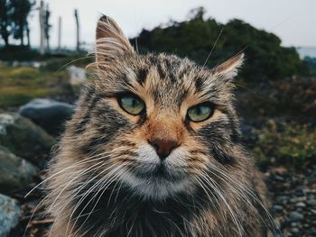 Portrait of cat sitting at yard