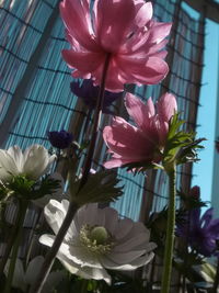 Close-up of pink flowering plant in vase