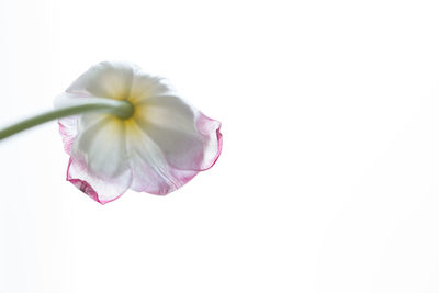 Close-up of pink flower against white background