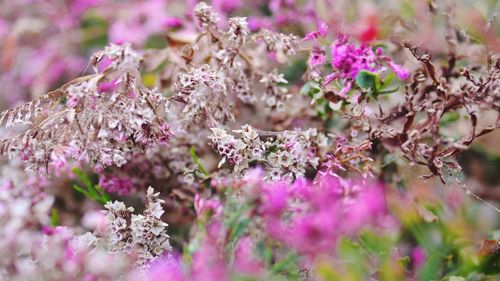 Close-up of pink flowers