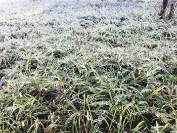 Full frame shot of plants on field