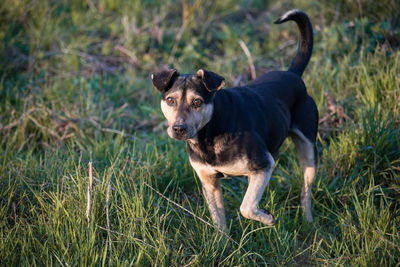 Portrait of dog standing on grass