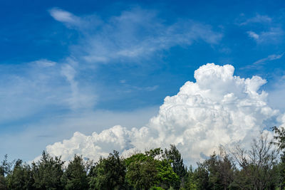 Low angle view of trees against blue sky