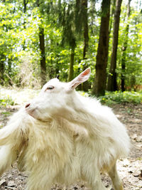 Dog in forest