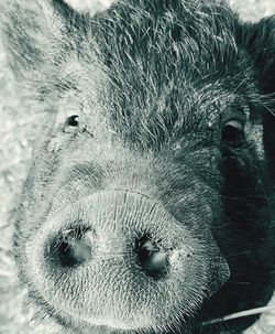 Close-up portrait of horse