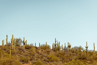Group of saguaro cacti standing prominently in the sanoran desert near phoenix arizona.