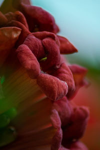 Close-up of pink rose flower