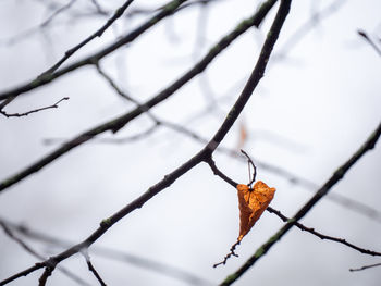 Close-up of dry leaves on branch