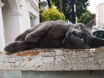 Close-up of a cat lying on building