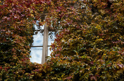 Close-up of ivy on tree during autumn