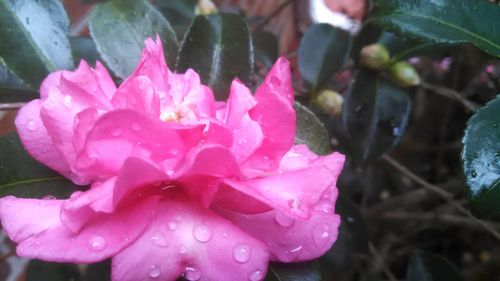 Close-up of pink flowers blooming outdoors