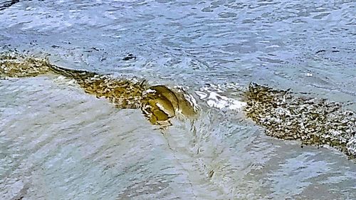 High angle view of crocodile in sea
