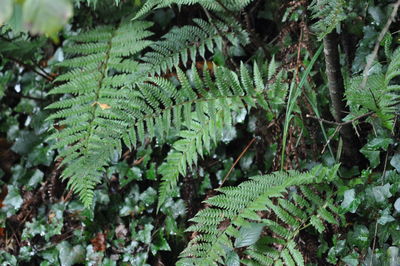 Close-up of fern leaves in forest