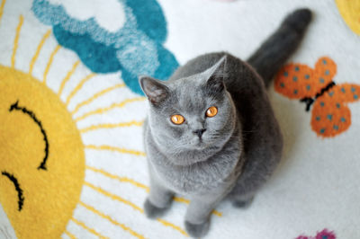 Aerial view of a british shorthair blue cat with yellow eyes sitting on carpet looking at camera