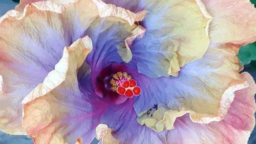 Full frame shot of purple flower