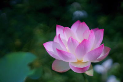 Close-up of pink water lily