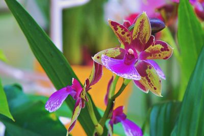 Close-up of purple flowering plant