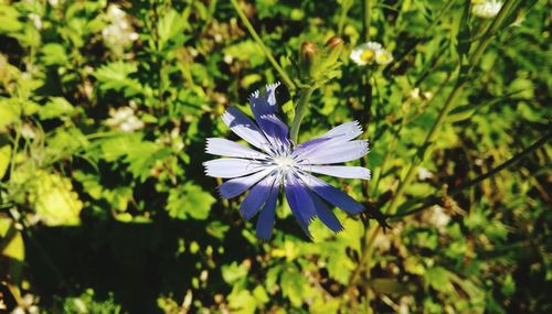 Close-up of purple flowering plant
