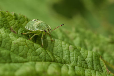 Close-up of insect on plant